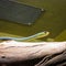 A native green tree snake slithers down a thick tree branch