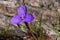 Native Iris or Purple Flag Wildflower