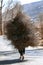 Native Khampa woman carrying heavy load a large bundle of twigs collected for fuel,