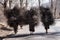 Native Khampa woman carrying heavy load a large bundle of twigs collected for fuel,