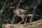 Native Myna