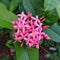 Native name Needle name ixora, spp.  Common name. West Indian Jasmine Ä‘auA & x28;Family Name& x29;: Rubiaceae. Characteristics