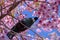 Native nectar feeding bird in a pick blossoming tree