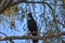 Native nectar feeding bird in a tree