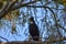 Native nectar feeding bird in a tree