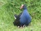 Native New Zealand Pukeko covering its chicks