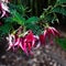 Native New Zealander Clianthus Maximus Kaka Beak plant with pink flowers