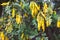 Native New Zealander Sophora microphylla KÅwhai plant with pointy yellow flowers