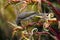 Native noisy minor honeyeater feeding from the flowers of a Alcantarea imperialis `Rubra`