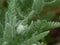 Native North American plant, Yarrow, in bud, in the garden, getting ready to bloom