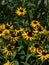 Native North Carolina Wildflower, The Black-eyed susan