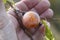 Native Persimmon fruit, ripe on the twig, in a woman`s hand