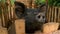 A native pig inside a hut made of tree branches