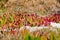 Native Pigface plant in sand on beach - Kaffir plant