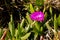 Native Pigface plant in sand on beach - Kaffir plant with flower