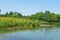 Native Plants and Flowers along the Shore of a Water Filled Quarry in Lemont Illinois