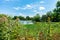 Native Plants in front of the Humboldt Park Lagoon in Chicago