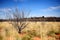 Native plants at Red rock of Alice Spring