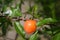 Native Plum Tree Wild Plums Growing in East Texas