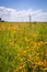 Native prairie flowers