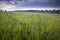 Native Prairie Plants at Sunrise