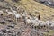 A native Quechua lady herds her pack of Alpacas in the Andes. Ausangate, Cusco, Peru