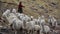 A native Quechua lady herds her pack of Alpacas through the Andes. Ausangate, Cusco, Peru