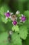 Native raspberry flowers.