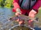 Native Redside Rainbow Trout