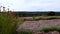 Native shrubs blow in wind in barren landscape