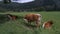 Native Slovenian brown cattle Cika grazing on pasture