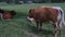 Native Slovenian brown cattle Cika grazing on pasture