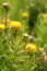 Native sow-thistle