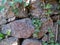 Native stone wall with wild vegetation