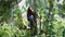 Native Thai rooster cockerel perched on a bamboo pole.