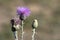 Native Thistle blooms and attracts insects in summer