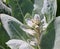 Native to Turkey, silver mullein starts