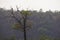 Native unspoiled landscape showing native trees surviving in agricultural dominated landscape environmental issues