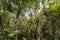 Native vegetation in a forest clearing.