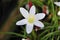 Native White Rain Lily