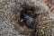 A native, wild European hedgehog curled up in an autumn leaf. Up close