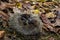 A native, wild European hedgehog curled up in an autumn leaf. Up close