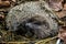 A native, wild European hedgehog curled up in an autumn leaf. Up close