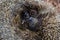 A native, wild European hedgehog curled up in an autumn leaf. Up close