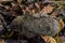 A native, wild European hedgehog curled up in an autumn leaf. Up close