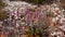 Native wild flowers of the Australian outback abloom - Mulla mulla in front of white everlasting daisies