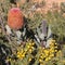Native wildflowers Banksia menziesii and wattle bush in the Western Australian outback