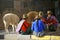 Native Women from Peru with Lamas