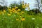 Native Yellow Coneflowers and Queen Anne`s Lace