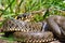 Natrix natrix or Grass snake in natural environment